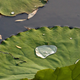 Image for article titled Superhydrophobia spawns the Lotus Effect